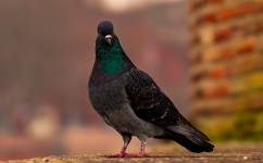 Régis GUEGUEN - Réphoto